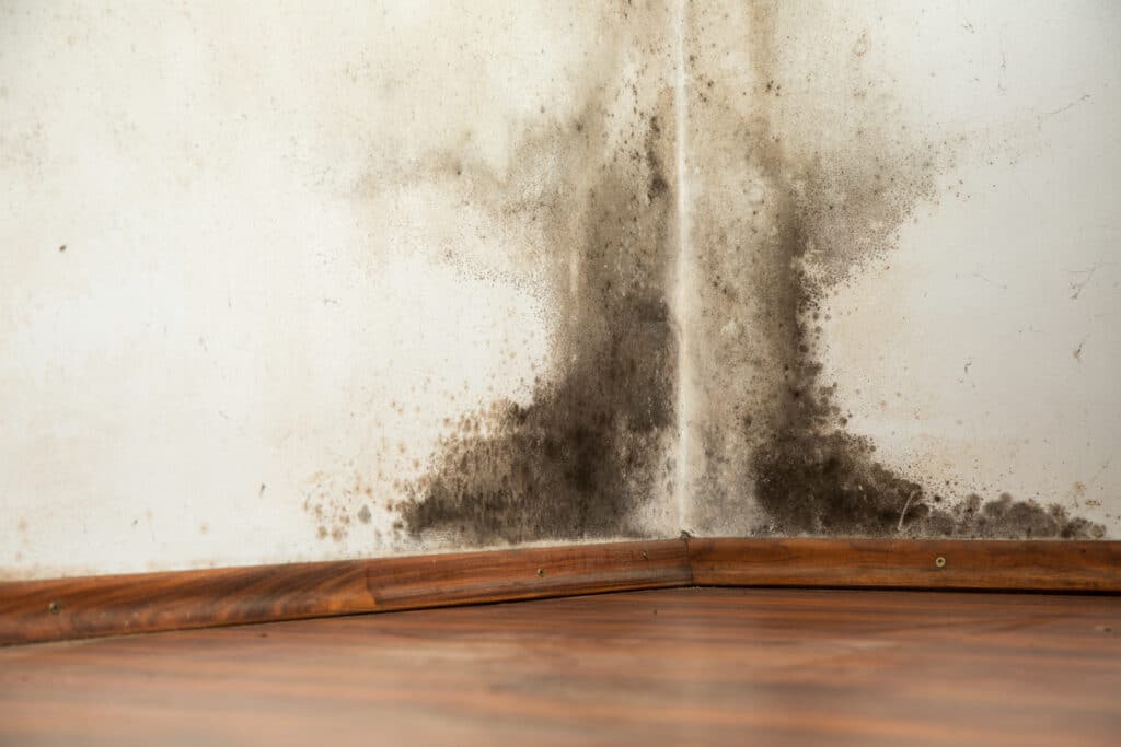 Black mold buildup